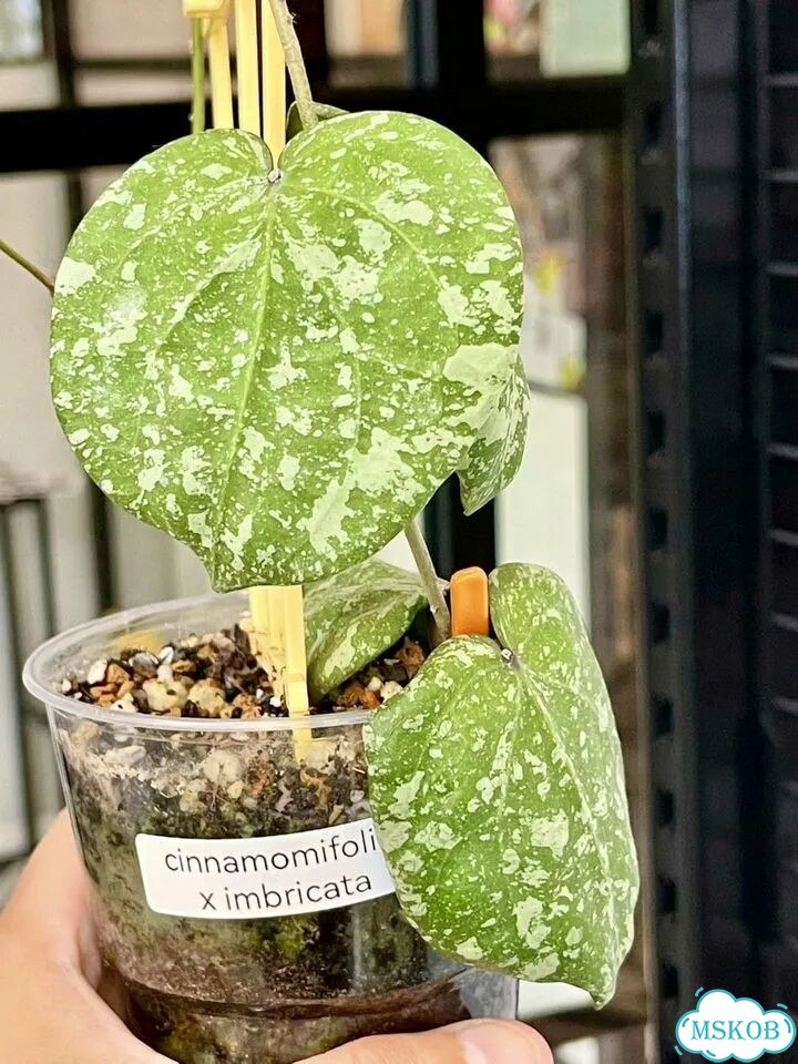 Хойя Hybrid cinnamomifolia&imbricata (Новинка) фото 4
