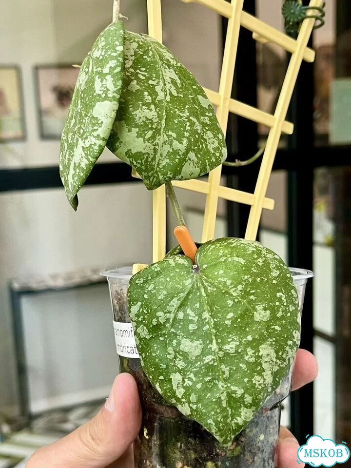 Хойя Hybrid cinnamomifolia&imbricata (Новинка) фото 5
