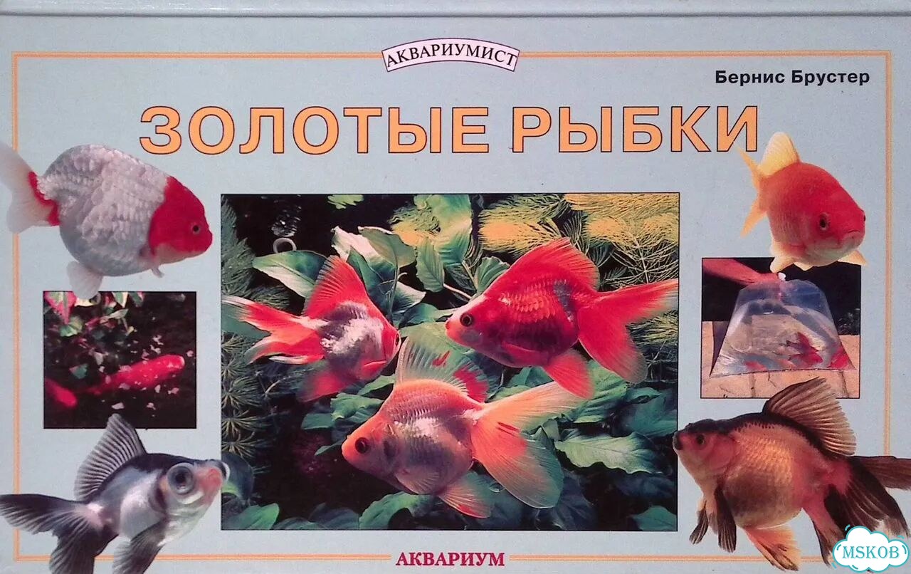 Золотые рыбки фото 1