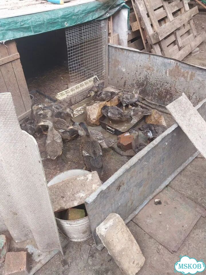 Дикие утята фото 1