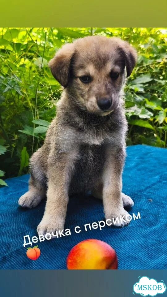 Щенок от частного владельца фото 1