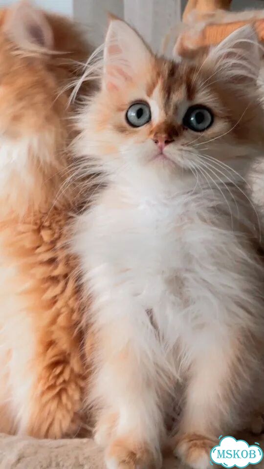 Британский длинношёрстный котёнок фото 2