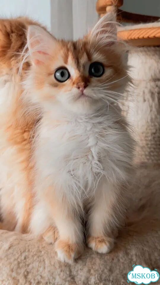 Британский длинношёрстный котёнок фото 3