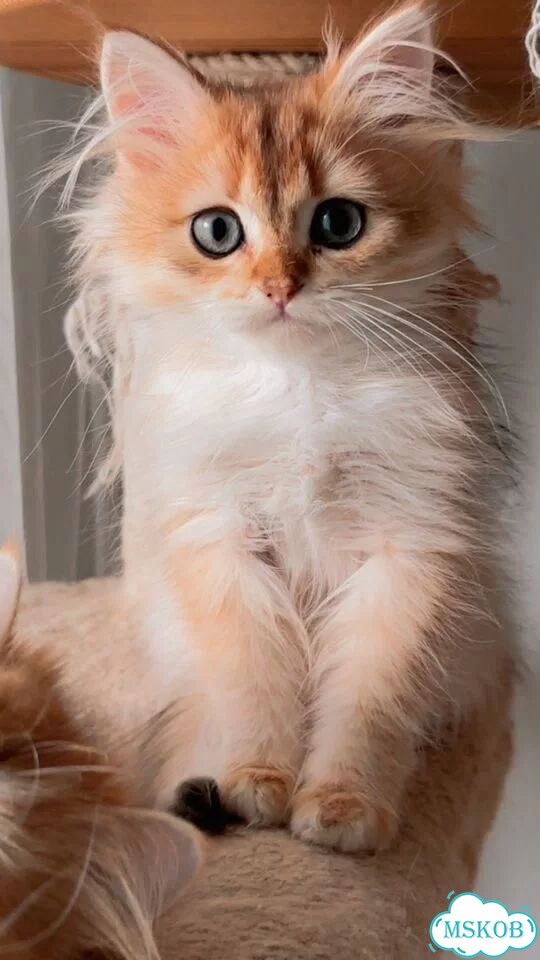 Британский длинношёрстный котёнок фото 6
