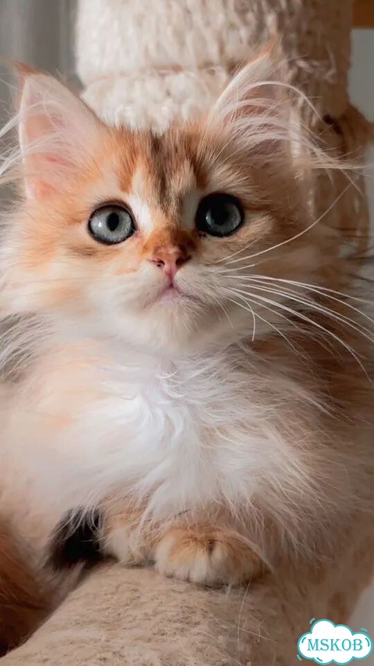 Британский длинношёрстный котёнок фото 7
