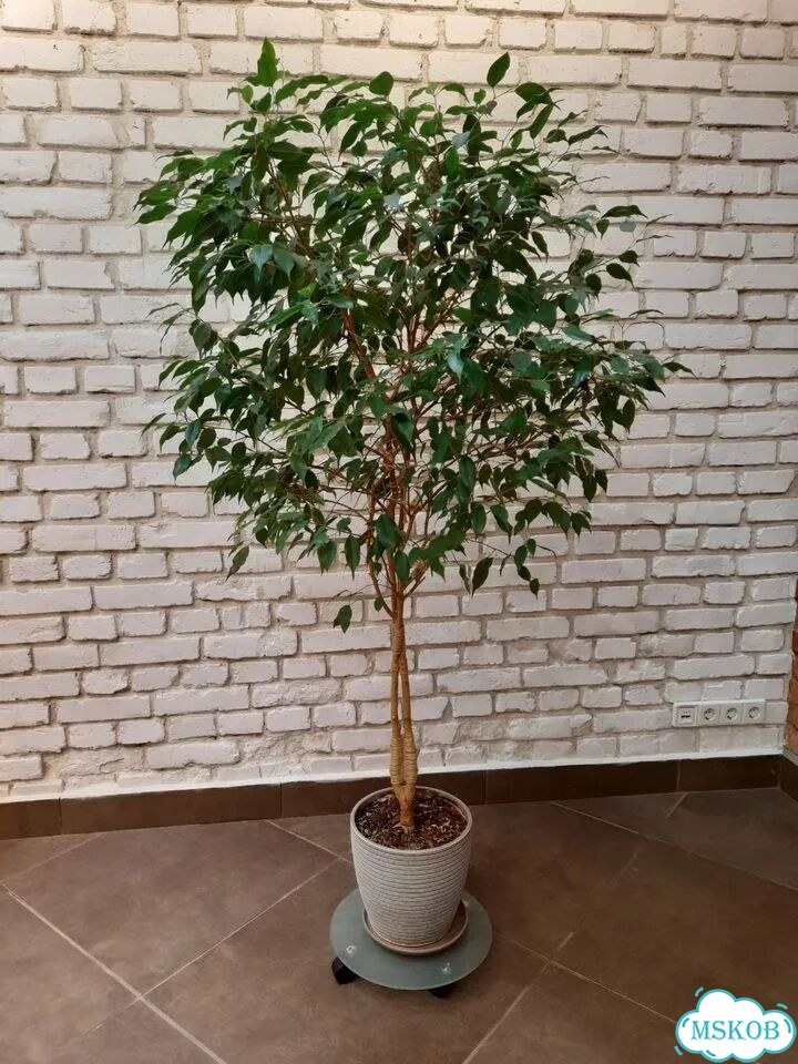 Фикус бенджамина фото 1